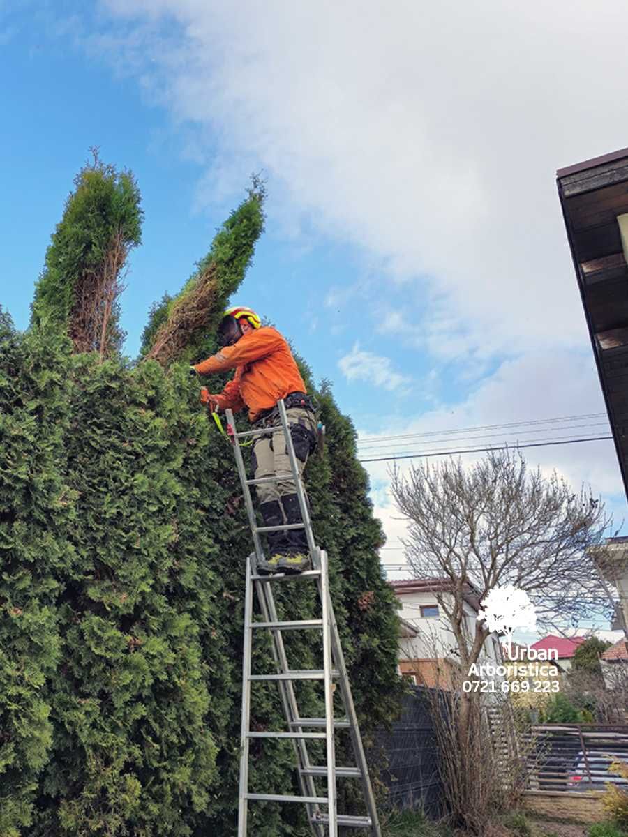 Tuns Gard Viu Tuia Leylandii La Orice Înălțime - Cluj și Împrejurimi