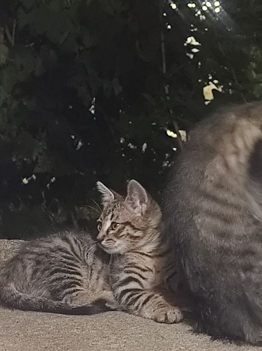 Подарявам малки котенца