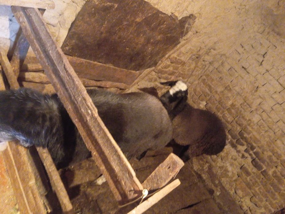 2 dona qochqor sotiladi.