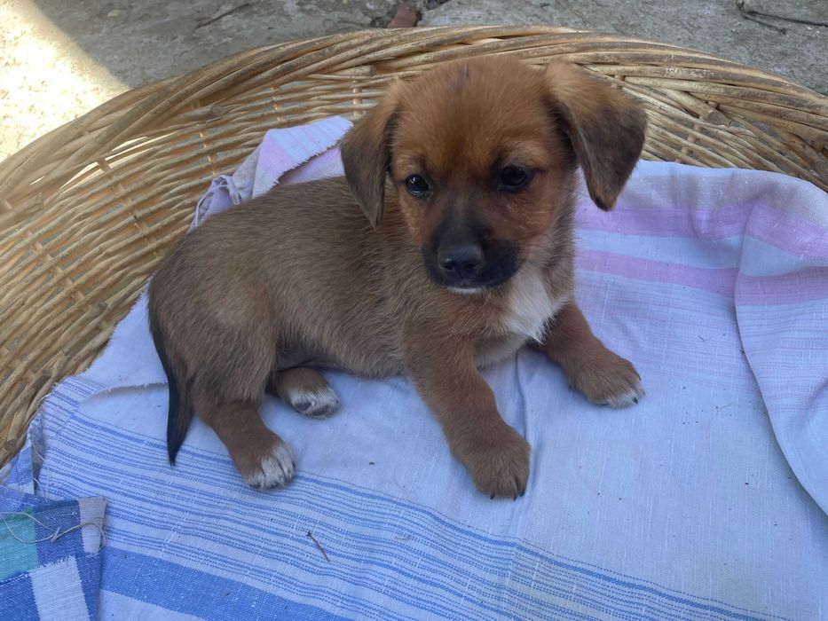 Catelusi pentru adoptie - Gratuit