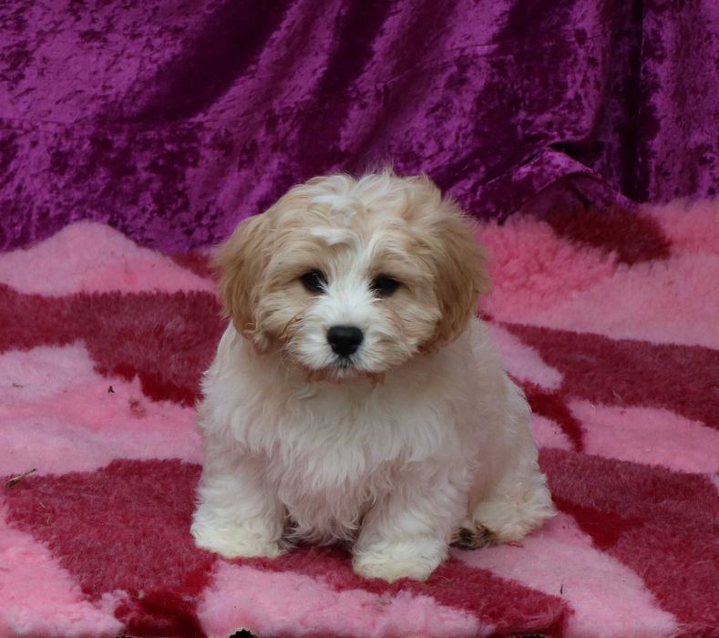 Cavapoo deosebitD