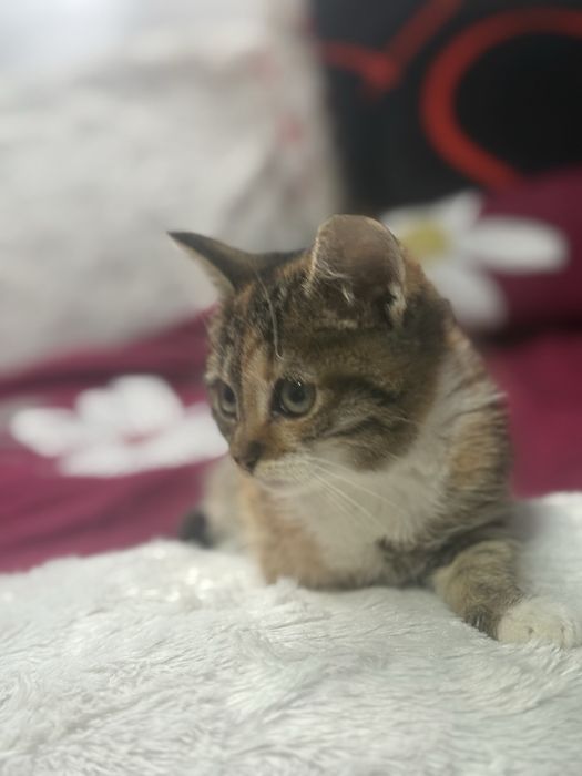 Donez Pui de Pisica , Rasa Europeana , Varsta 2 luni