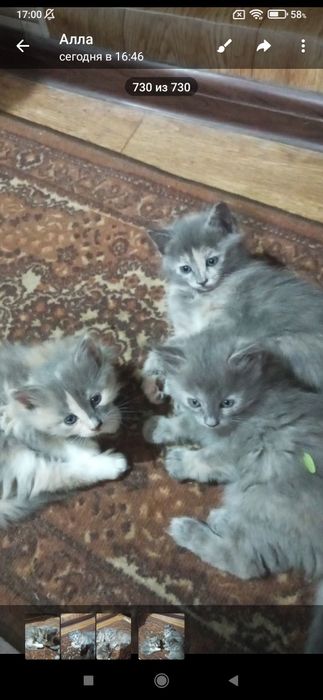 Животные и кошки