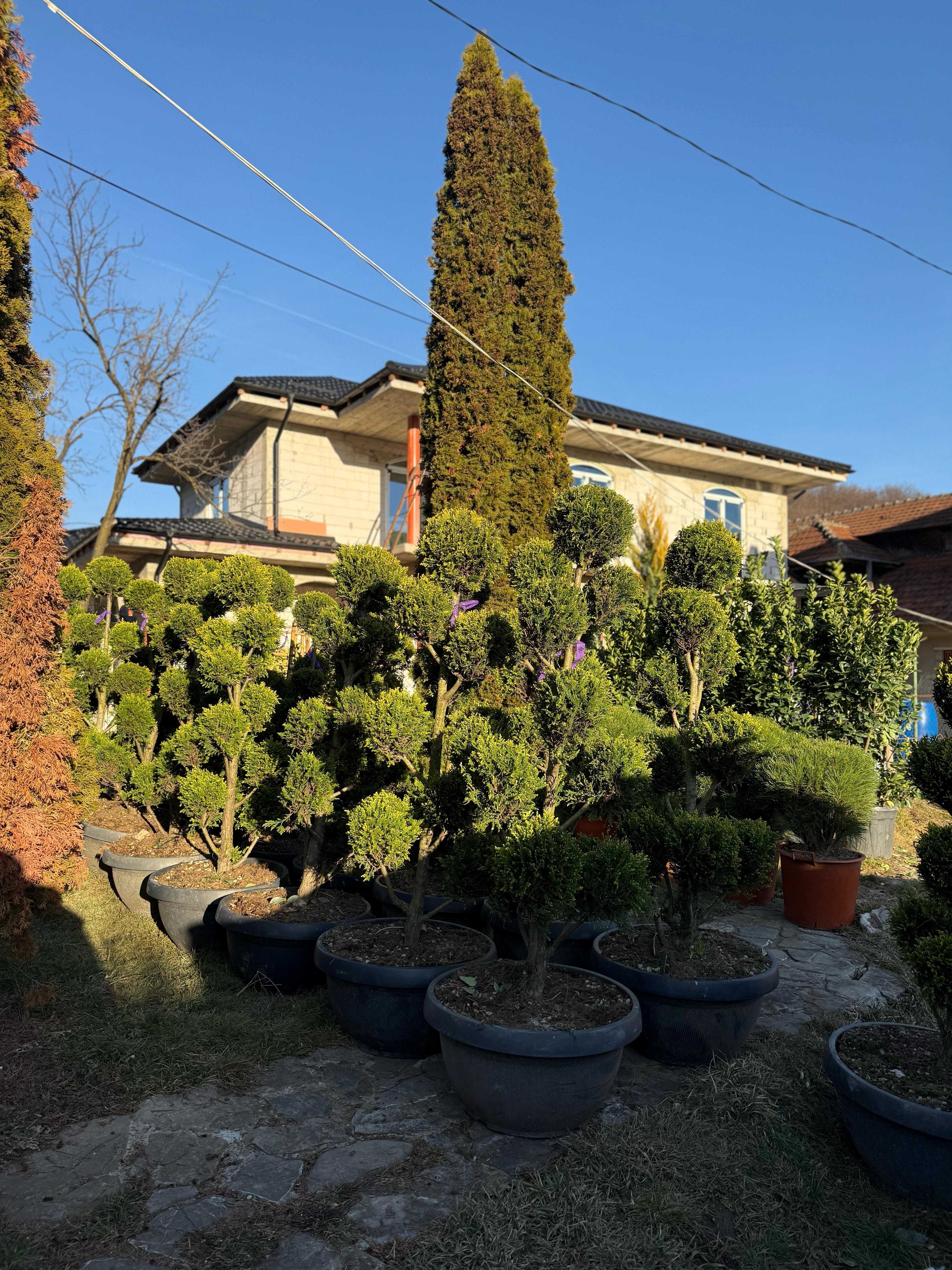 Amenajare grădini cu plante ornamentale – diversitate și calitate!
