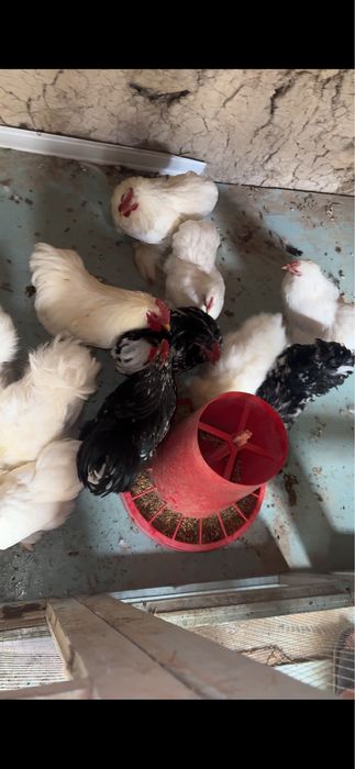 Tovuq xoroz karlik koxla xarhil 150 min dan donaga optim kelishamiz