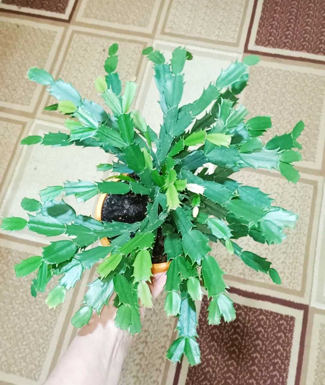 Декабрист крупный шлюмбергера кактус комнатные растения цветы