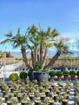 Plante ornamentale