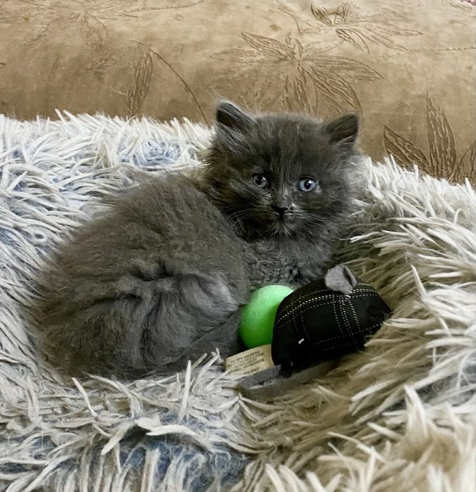 Продам котенка, девочка 1,5 мес, мама британская длинношерстная