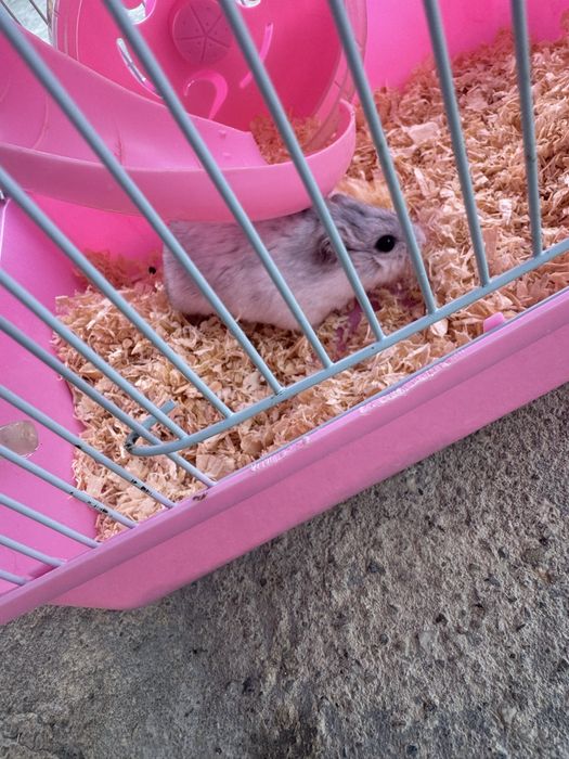 Vand pui hamster siberian