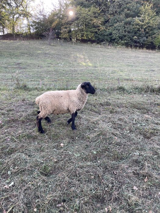 Berbecuti suffolk de vânzare