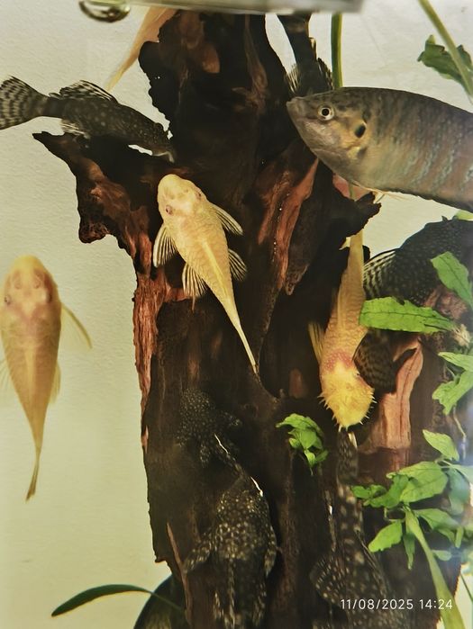 Pești Ancistrus yellow + chordata și Macropodus perechi depunătoare