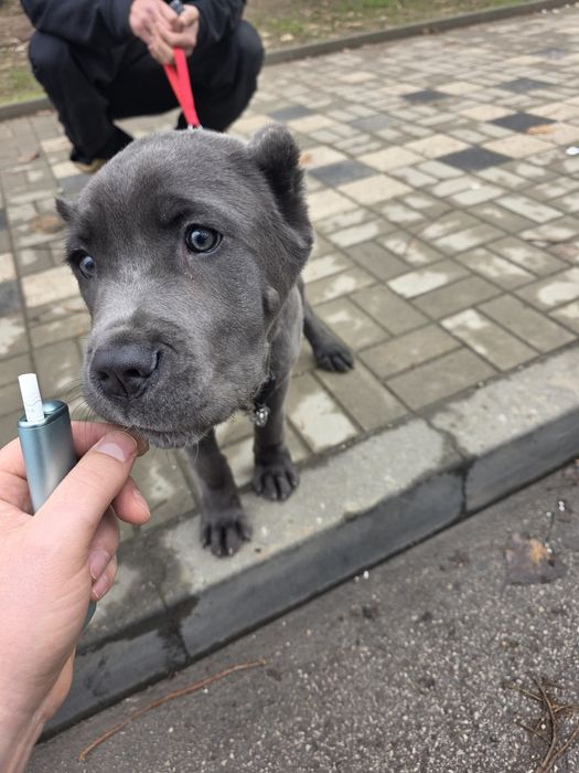 Куче порода Кане Корсо