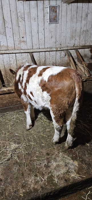 Vitea de 8 luni baltata