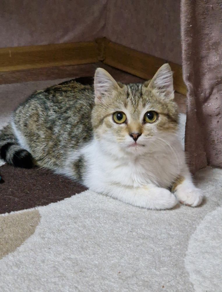 Котенок ищет дом