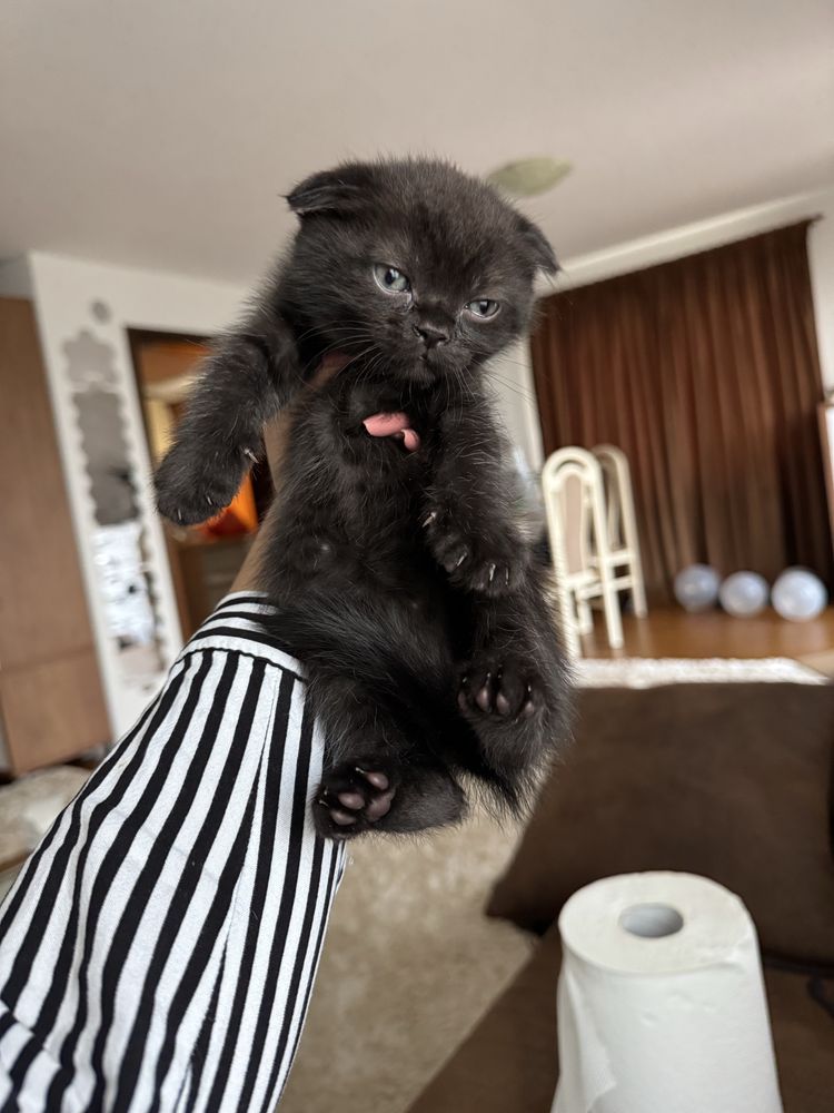 Scottish Fold si British Shorthair