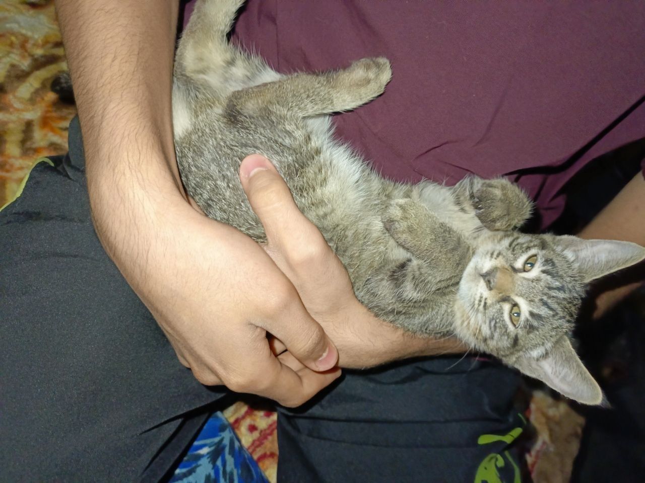 Котик отдаю в хорошие руки 2 месяца мальчик