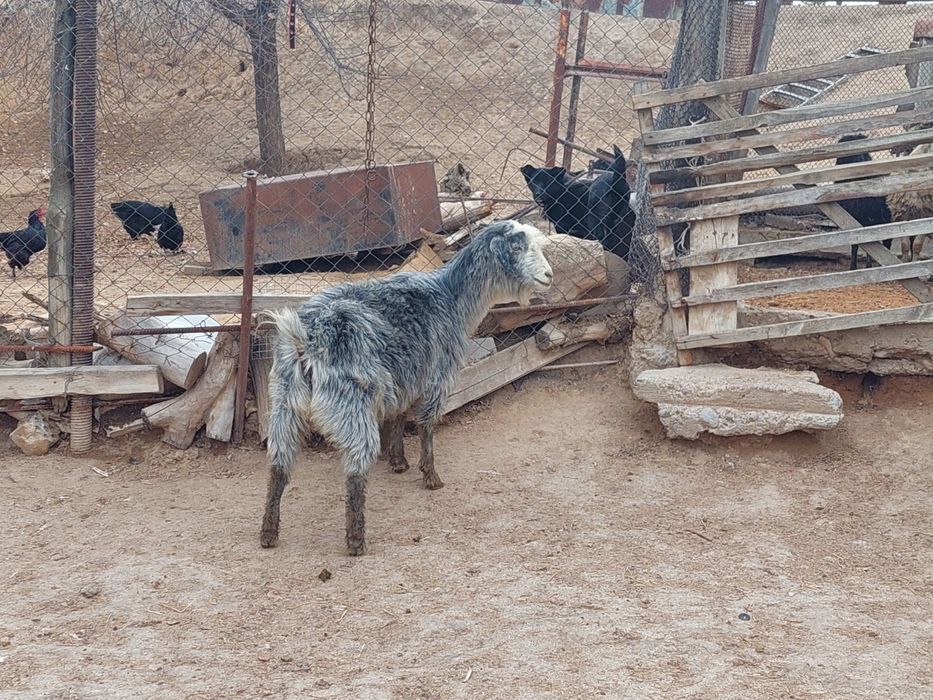 Семіз жем жеп тұрған бойдақ ешкілер сатылады