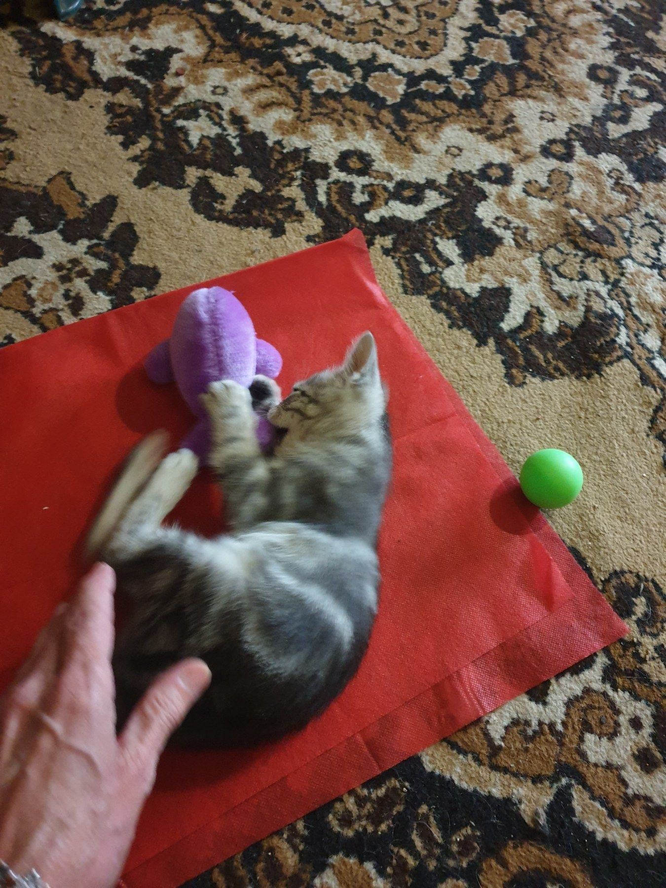 Подарявам  женско котенце