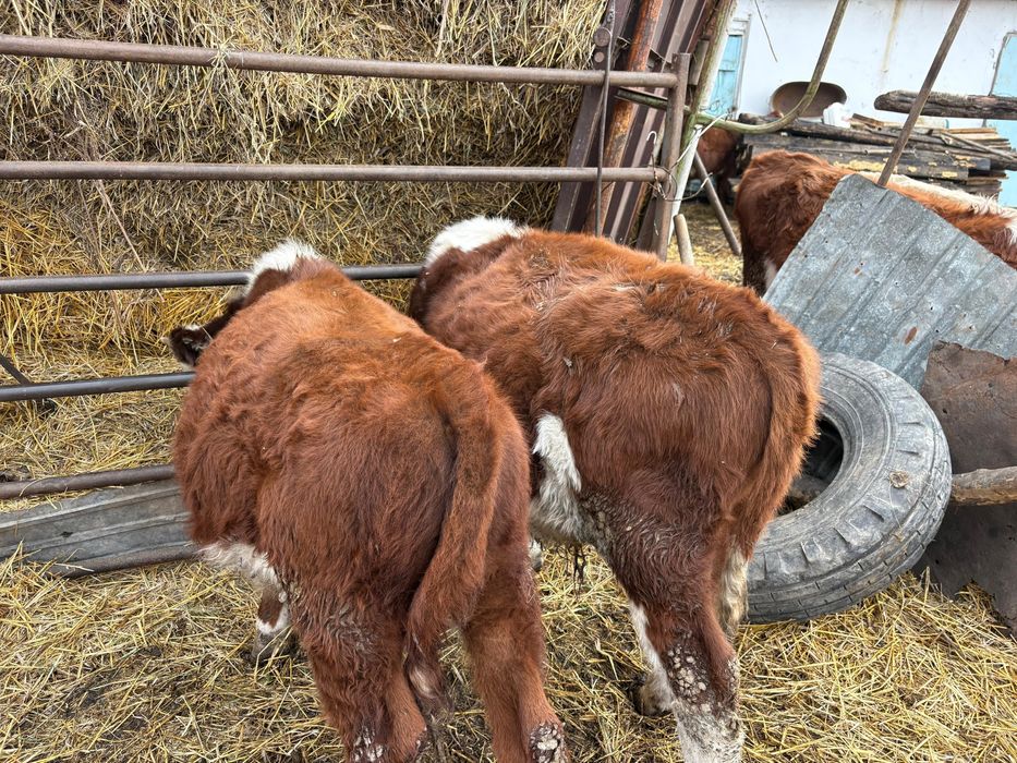 2 бычка молодняк 8-9 месяцев опытом 700