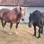 Vând iapa linia fitero