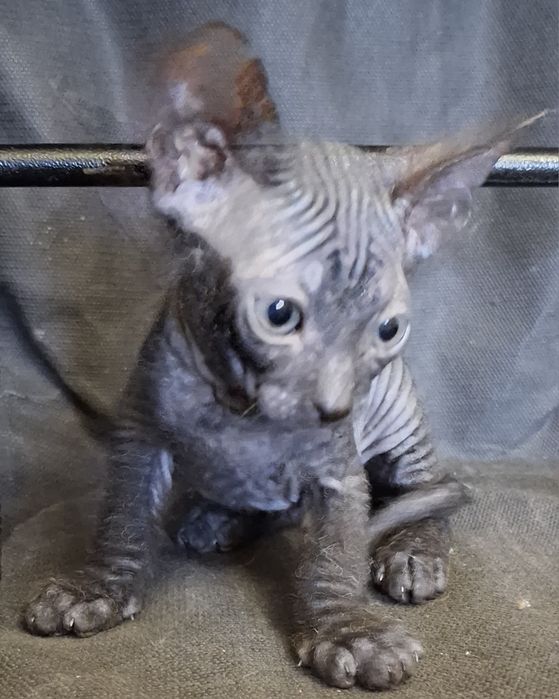 Сфинксики  мальчики 1,5 мес.