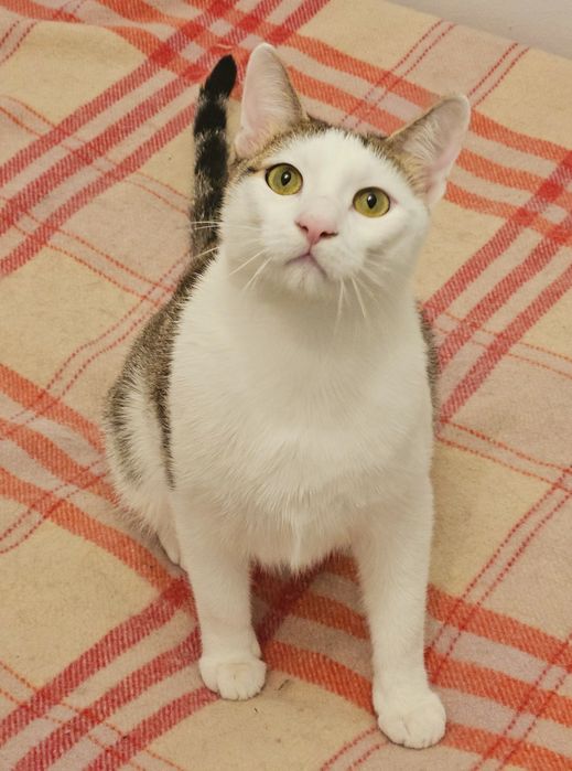 Pisică spre adopție