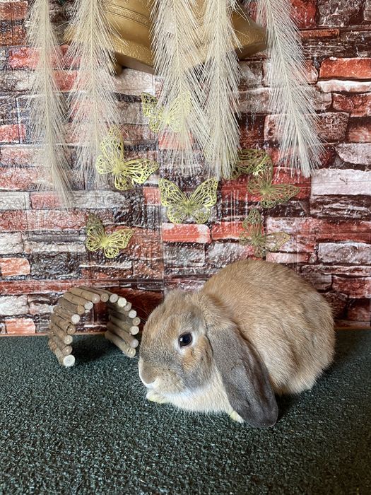 Se vinde urgent lipsa din lipsa de spatiu