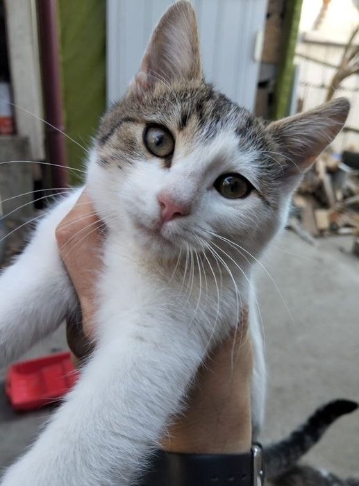 Donez pisicute varsta 3 luni