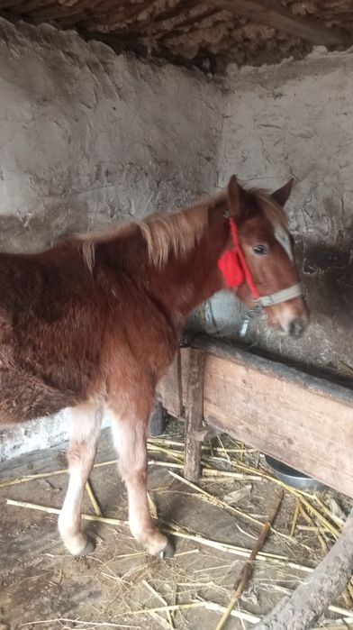 Dau la schimb mânza de 8 luni o dau pe oi