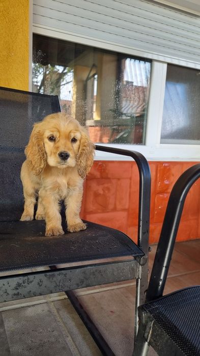 Кучета кокер шпаньол