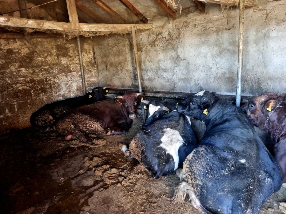 Мъжки угоени телета