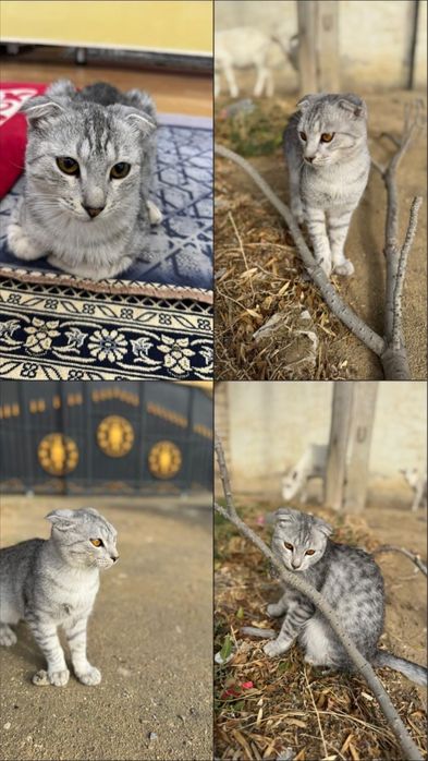 Шатлански  кошка