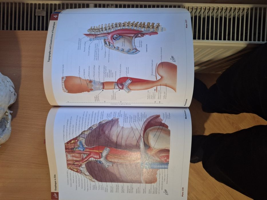 Atlas of human anatomy, Frank H. Netter, MD