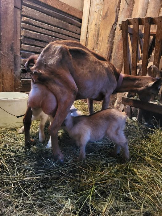 Capra buna cu 3 iezi