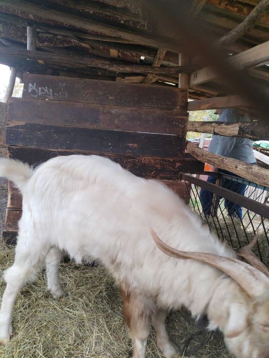 Кози  Пръч на 2 г