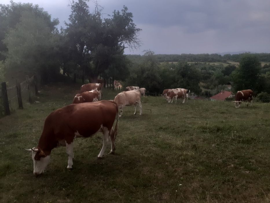 Vând 5 vaci (bălțată româneasca)