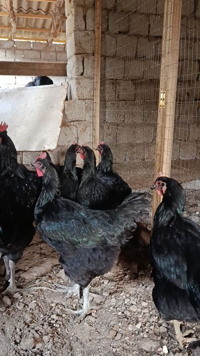 Қора шахзода тухумга заказ оламиз