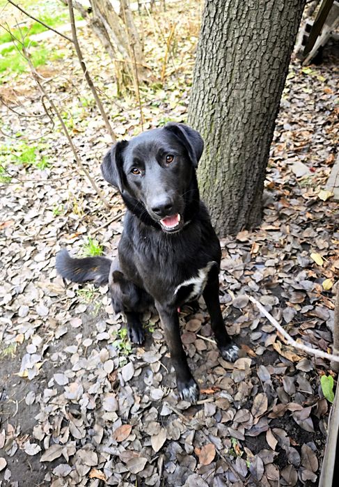 Собаку в дом для ласки и любви
