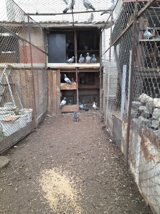 Vând porumbei voiajori