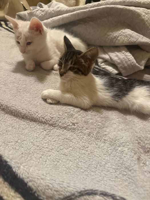 Отдам в добрые руки котята
