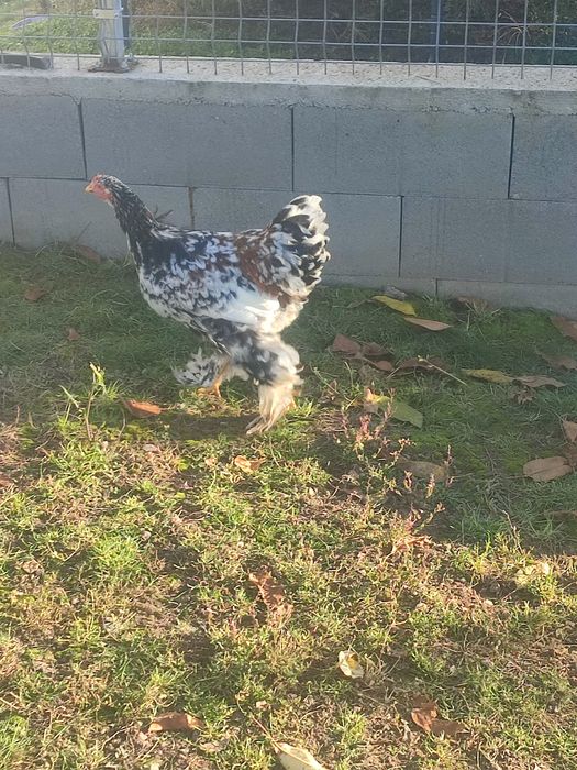 Vand cocos brahma portelan