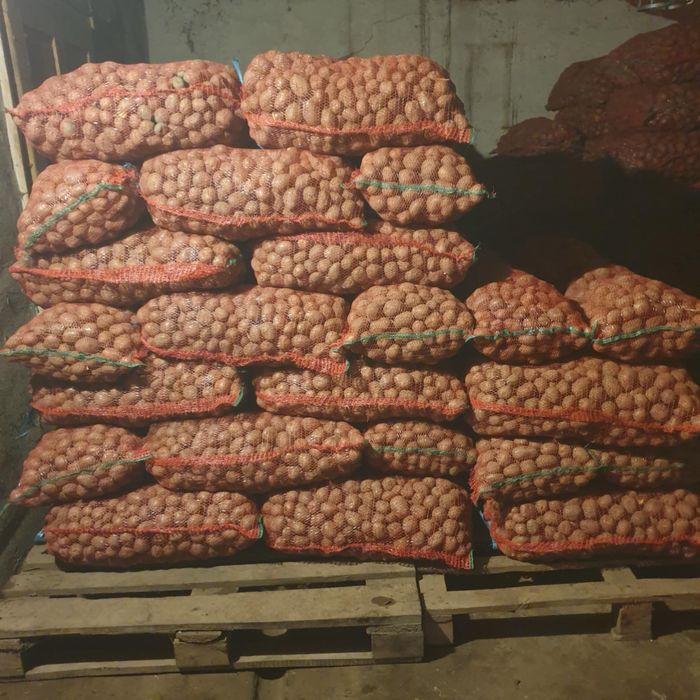 Cartof de sãmântã Bellrosa Clasa C