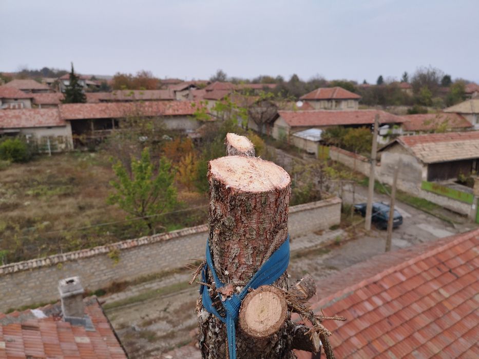 Рязане на опасни дървета, кастрене, събаряне, услуги от алпинисти