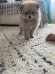 Vand  pomeranian