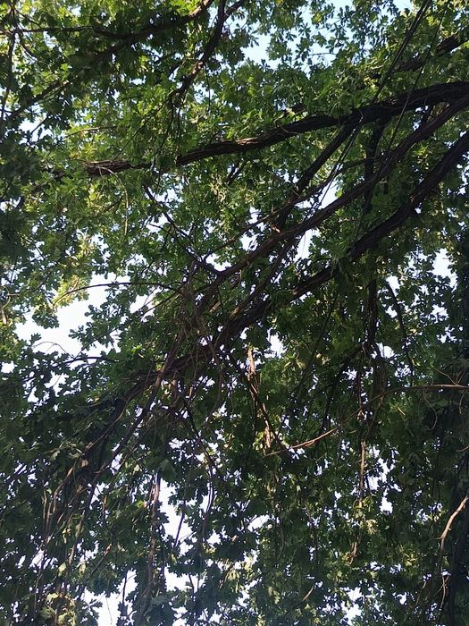 Продам дуб ( дерево)