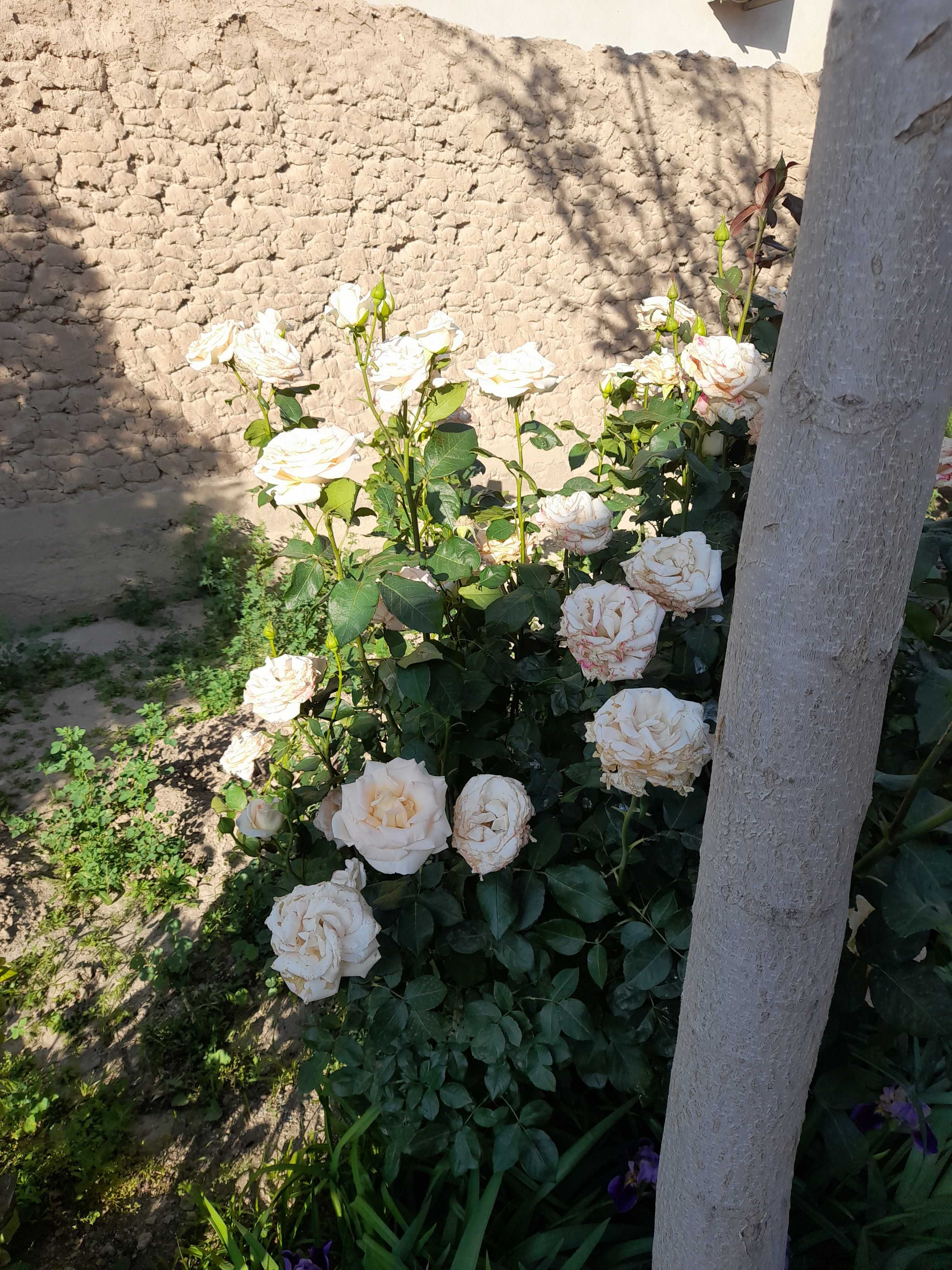 домашняя роза, цветы, черенки