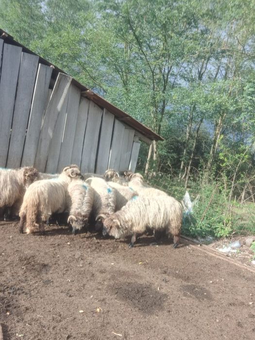 Oi bune de vânzare !