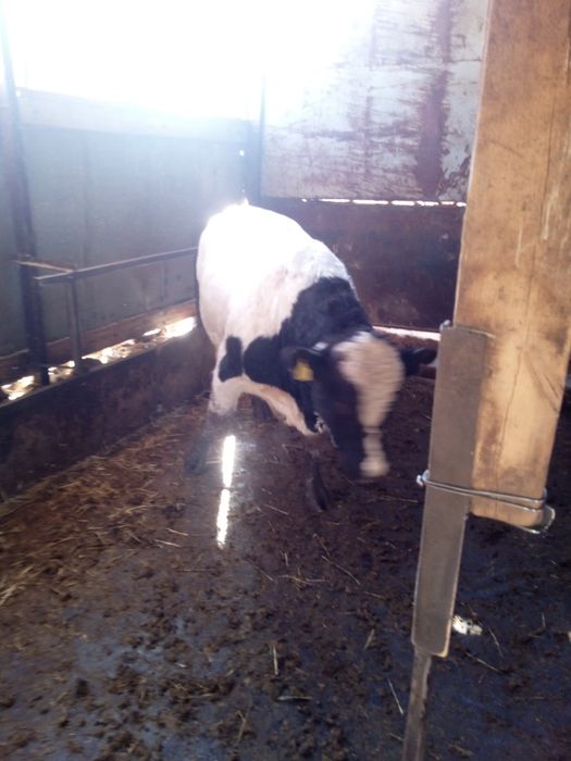 Продам бычков на мясо