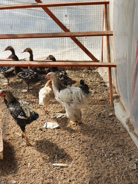 Tovuqlar Sotiladi Birama va boshqa zotlar