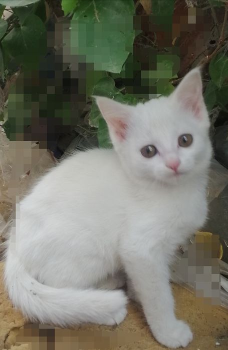 Продаются котята скотиш-страйт девочка . Скотиш.
